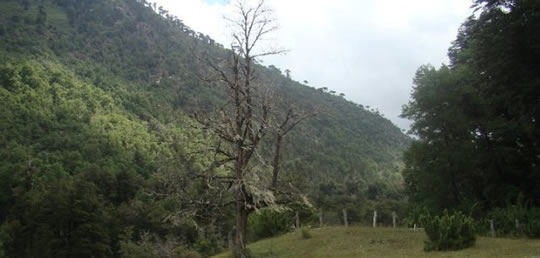 Wooded area